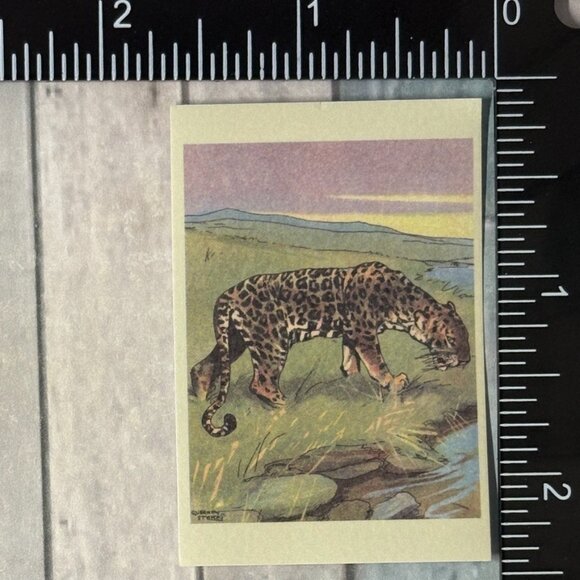 🌀10/$10🌀 Classic Vicious Cats Lion Tiger Cheetah Reusable Washi Sticker Decal - Picture 1 of 1